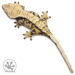 Female Tricolor Extreme Harlequin Crested Gecko Cr-2665