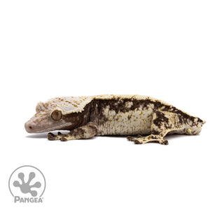 Male Extreme Harlequin Crested Gecko Cr-2669