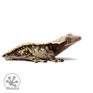 Male Extreme Harlequin Crested Gecko Cr-2669