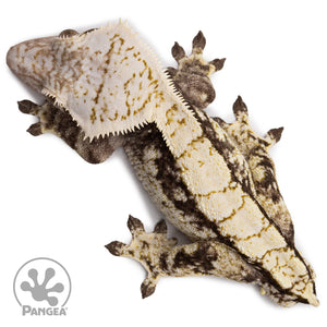 Male Extreme Harlequin Crested Gecko Cr-2669