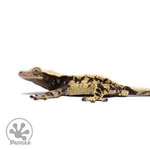 Male Extreme Harlequin Crested Gecko Cr-2670 facing left