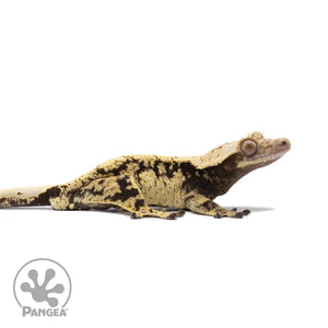 Male Extreme Harlequin Crested Gecko Cr-2670 facing right