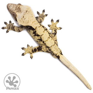 Male Extreme Harlequin Crested Gecko Cr-2670 from above