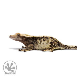 Female Tricolor Extreme Harlequin Crested Gecko Cr-2671 facing left