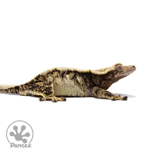 Female Tricolor Extreme Harlequin Crested Gecko Cr-2671 facing right