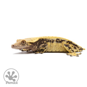 Female Solid Back Extreme Crested Gecko Cr-2672