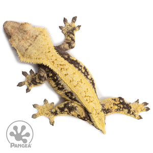 Female Solid Back Extreme Crested Gecko Cr-2672