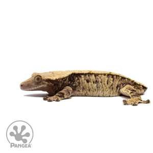 Female Tricolor Extreme Harlequin Crested Gecko Cr-2673 facing left