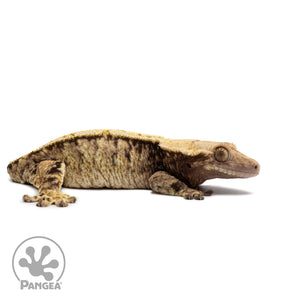 Female Tricolor Extreme Harlequin Crested Gecko Cr-2673 facing right