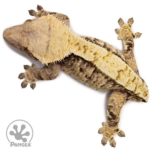 Female Tricolor Extreme Harlequin Crested Gecko Cr-2673 from above