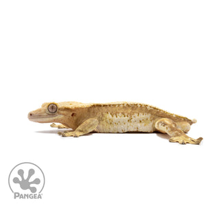 Male White Wall Pinstripe Crested Gecko Cr-2674 facing left