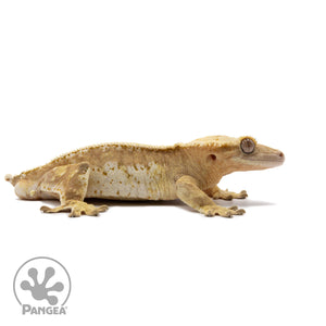 Male White Wall Pinstripe Crested Gecko Cr-2674 facing right