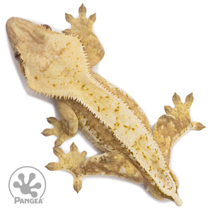 Male White Wall Pinstripe Crested Gecko Cr-2674 from above