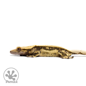 Female Quadstripe Crested Gecko Cr-2676 facing left