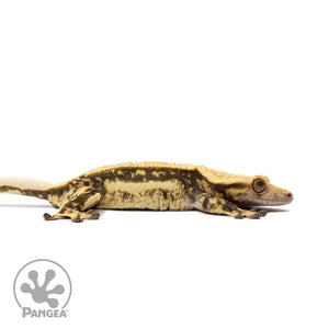 Female Quadstripe Crested Gecko Cr-2676 facing right