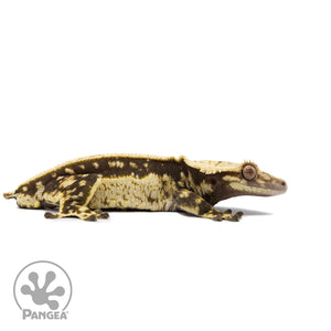 Male White Wall Quadstripe Crested Gecko Cr-2677