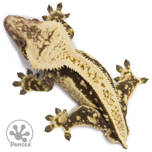 Male White Wall Quadstripe Crested Gecko Cr-2677