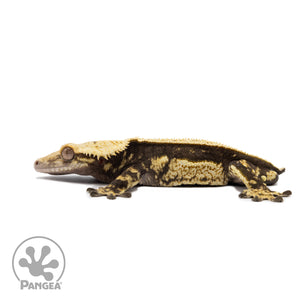 Male Quadstripe Crested Gecko Cr-2678 facing left