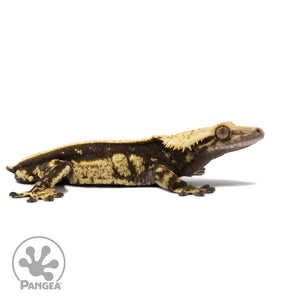 Male Quadstripe Crested Gecko Cr-2678 facing right