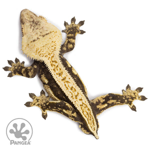 Male Quadstripe Crested Gecko Cr-2678 from above