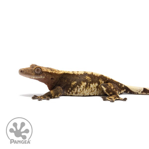 Female Tricolor Harlequin Crested Gecko Cr-2680 facing left