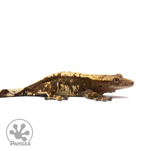 Female Tricolor Harlequin Crested Gecko Cr-2680 facing right