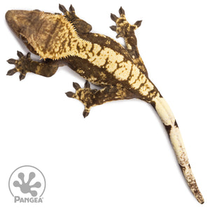 Female Tricolor Harlequin Crested Gecko Cr-2680 from above