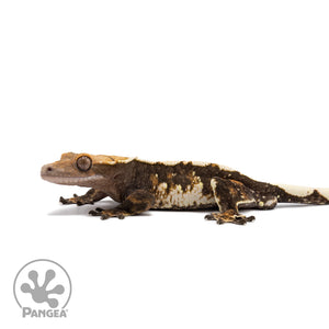 Male Harlequin Crested Gecko Cr-2681 facing left