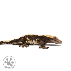 Male Harlequin Crested Gecko Cr-2681 facing right