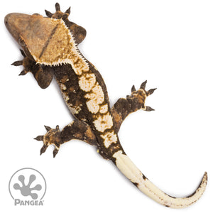 Male Harlequin Crested Gecko Cr-2681 from above