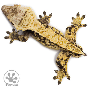 Male Extreme Harlequin Crested Gecko Cr-2682 From above