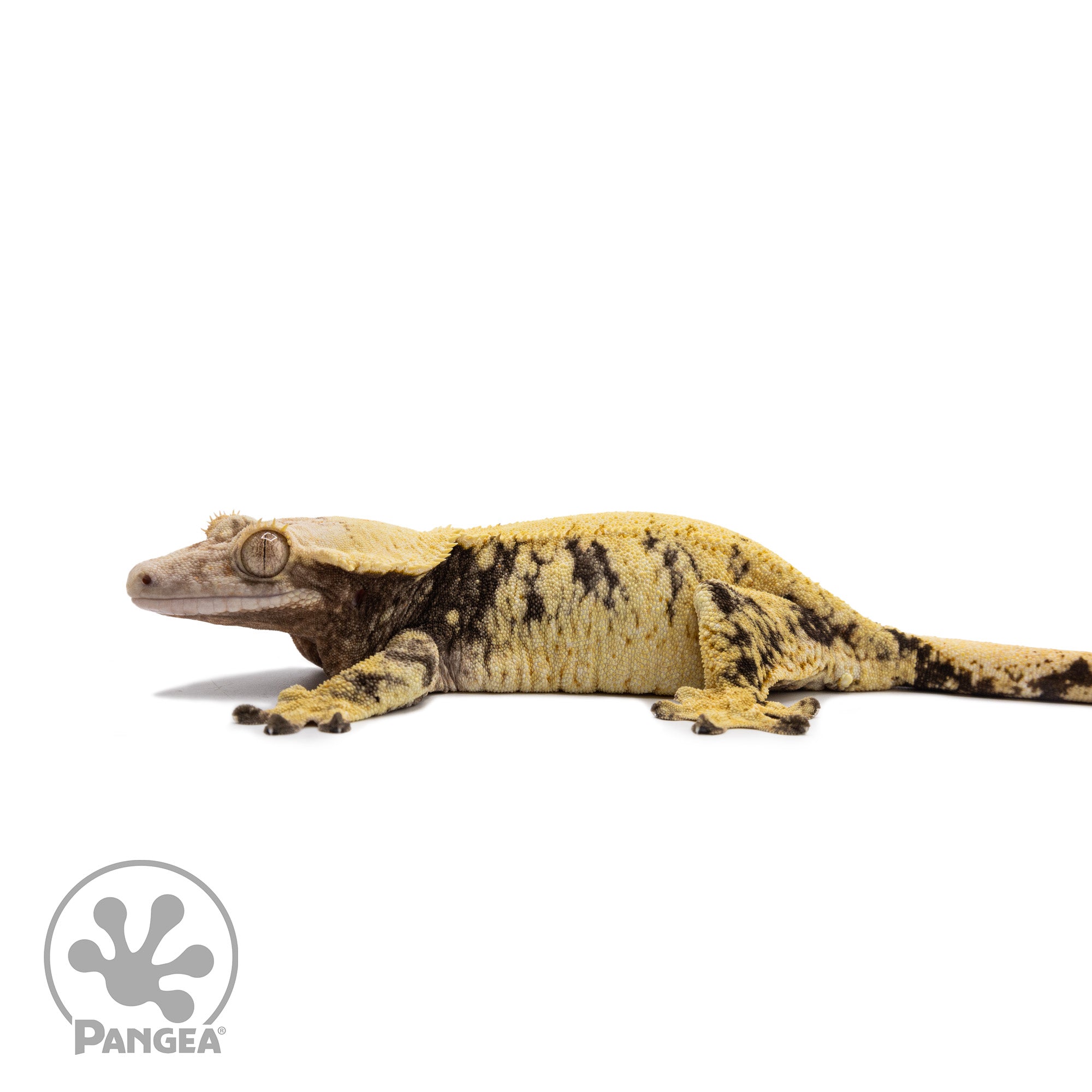 Female Extreme Harlequin Crested Gecko Cr-2683 facing left