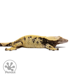 Female Extreme Harlequin Crested Gecko Cr-2683 facing right