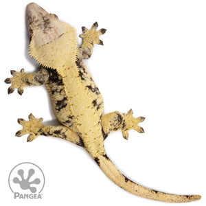 Female Extreme Harlequin Crested Gecko Cr-2683 from above