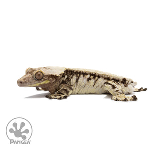 Male Extreme Harlequin Crested Gecko Cr-2684 facing left