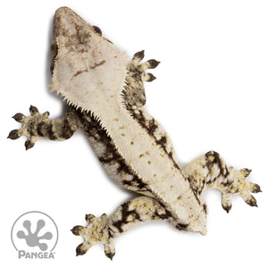 Male Extreme Harlequin Crested Gecko Cr-2684 from above