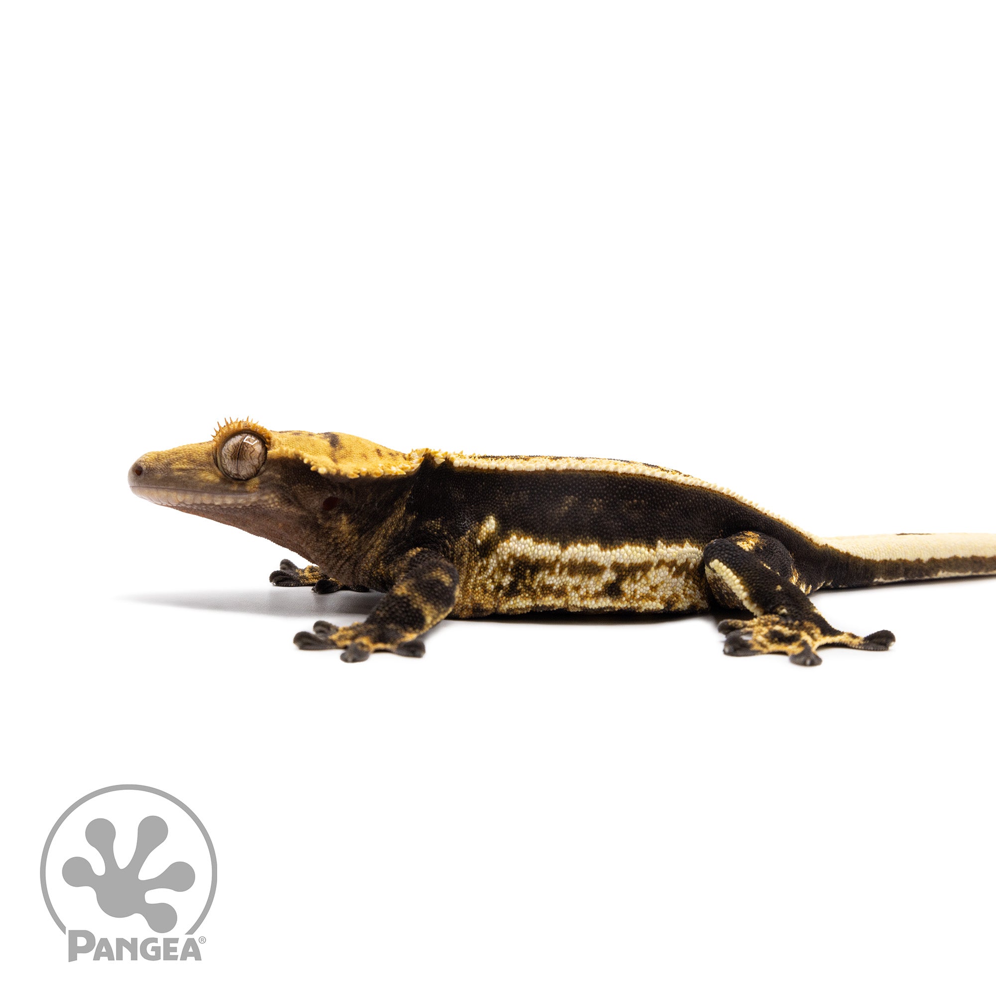 Female Quadstripe Crested Gecko Cr-2685 facing left