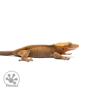 Female Red Phantom Crested Gecko Cr-2686 facing right