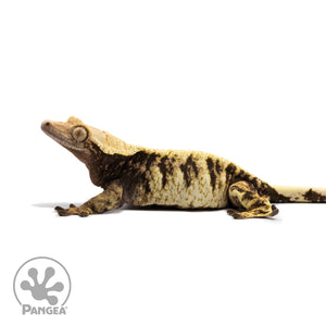 Female XXX Crested Gecko Cr-2687 facing left