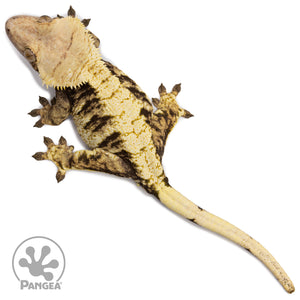 Female XXX Crested Gecko Cr-2687 from above