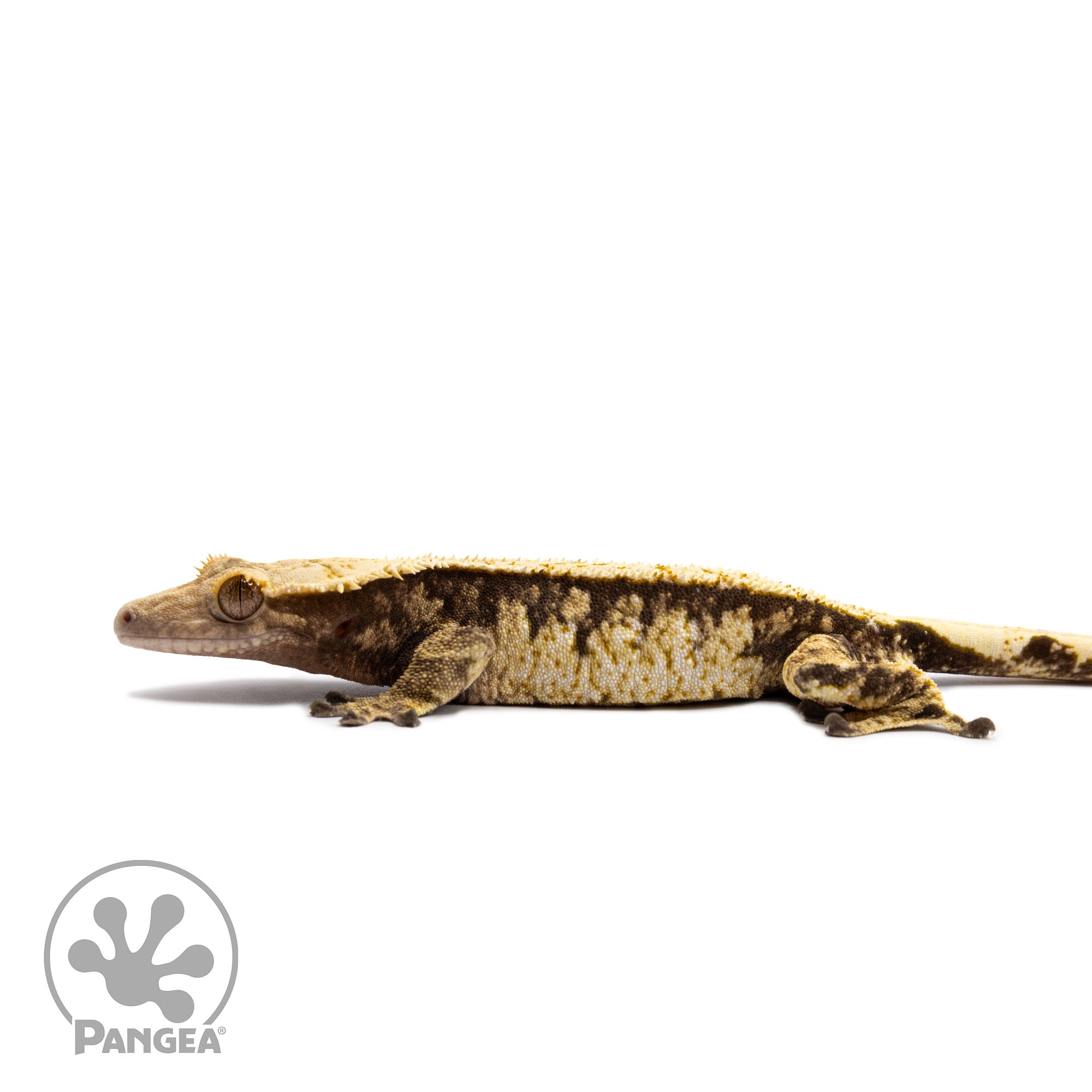 Male Extreme Harlequin Crested Gecko Cr-2688 facing left