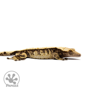 Male Extreme Harlequin Crested Gecko Cr-2688 facing right