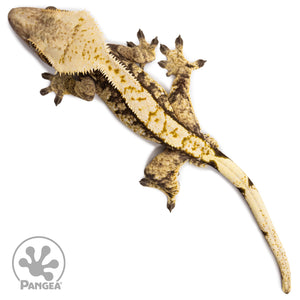 Male Extreme Harlequin Crested Gecko Cr-2688 from above