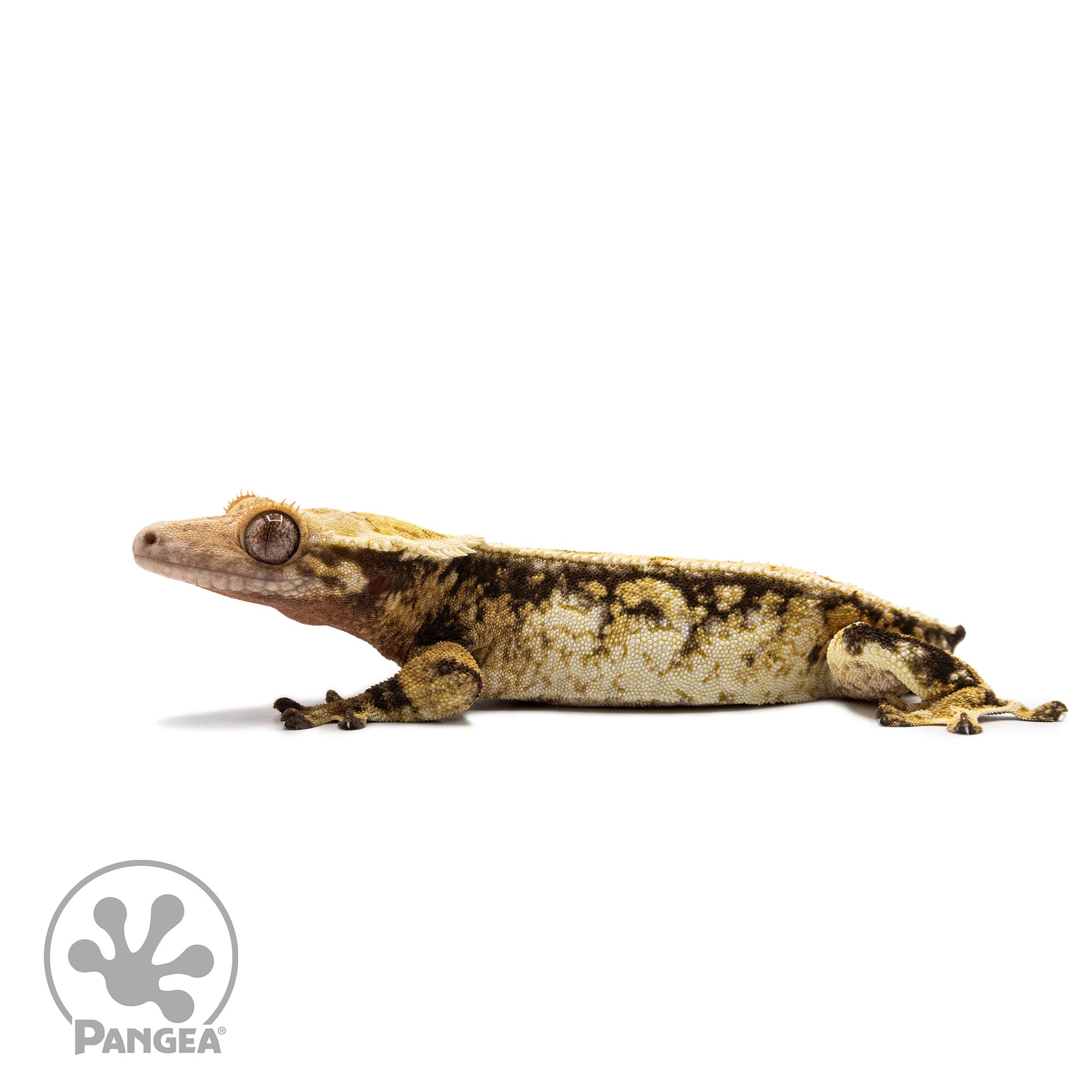 Female Tricolor Extreme Harlequin Crested Gecko Cr-2689 facing left