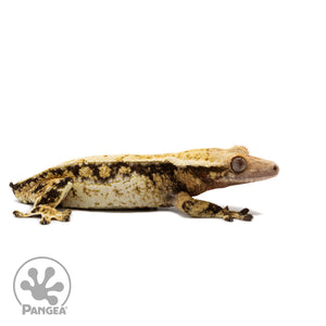 Female Tricolor Extreme Harlequin Crested Gecko Cr-2689 facing right