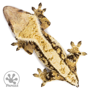 Female Tricolor Extreme Harlequin Crested Gecko Cr-2689 from above