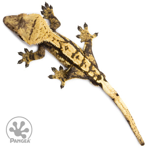 Male Partial Pinstripe Harlequin Crested Gecko Cr-2690 from above