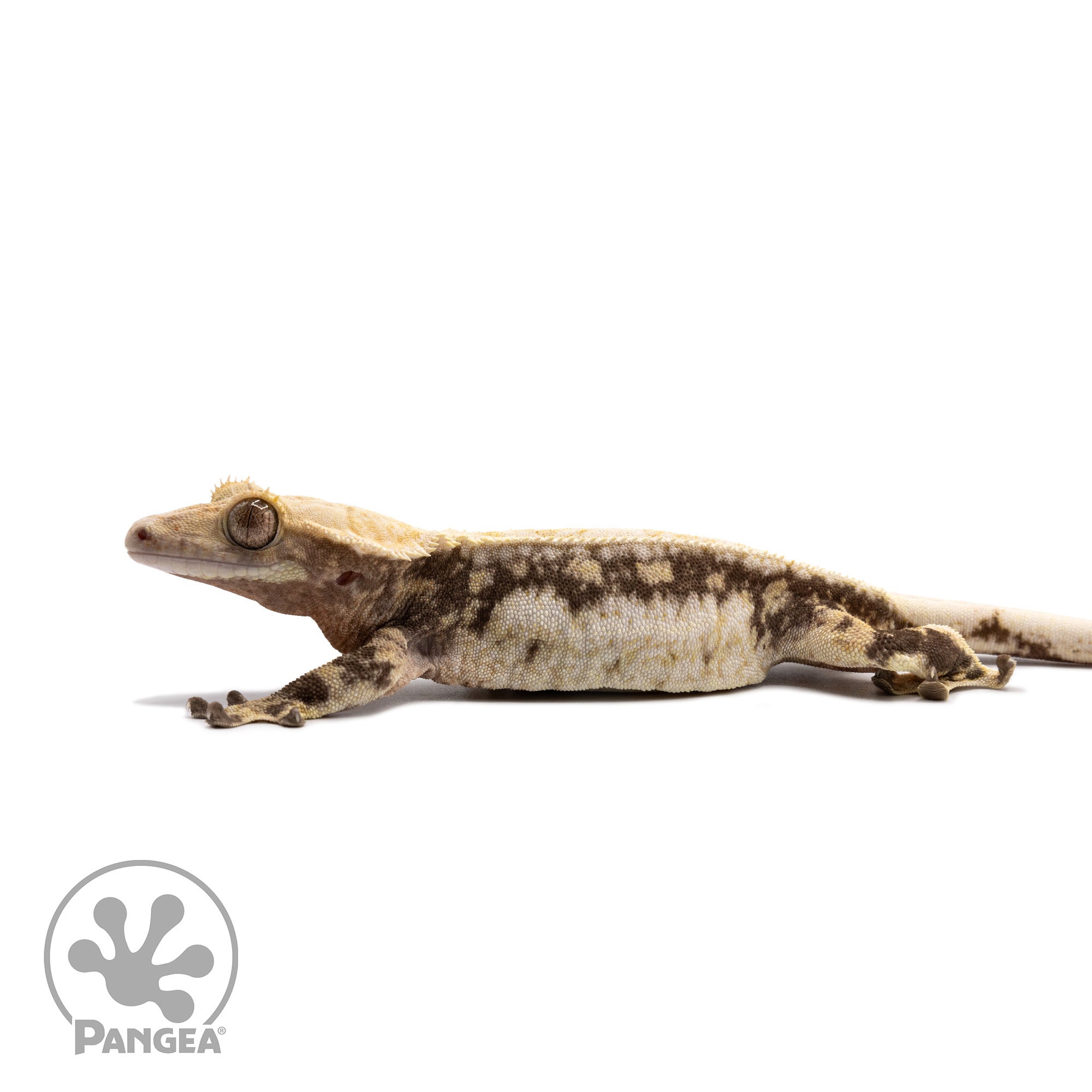 Female Tricolor Extreme Harlequin Crested Gecko Cr-2693 facing left