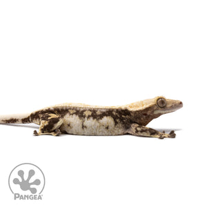 Female Tricolor Extreme Harlequin Crested Gecko Cr-2693 facing right