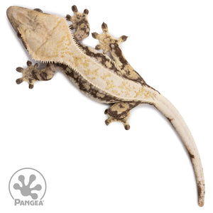 Female Tricolor Extreme Harlequin Crested Gecko Cr-2693 from above